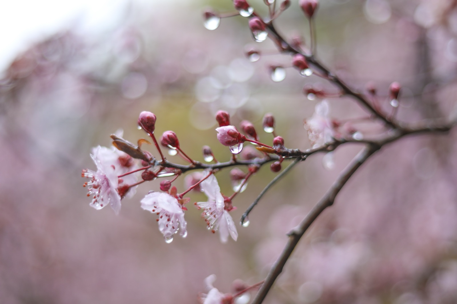 Zarte Kirschblüten mit Regentropfen an einem Zweig